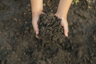 Cropped hand holding sapling