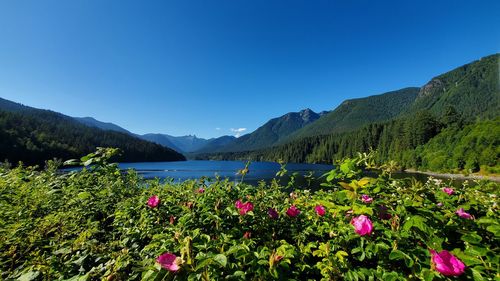 Scenic view of flowering plants against blue sky