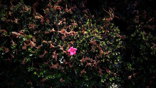 Plant growing on a tree