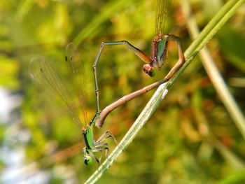 Close-up of spider on web