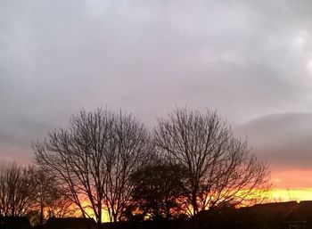 Silhouette of trees at sunset