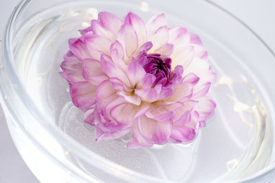 High angle view of pink rose flower in glass