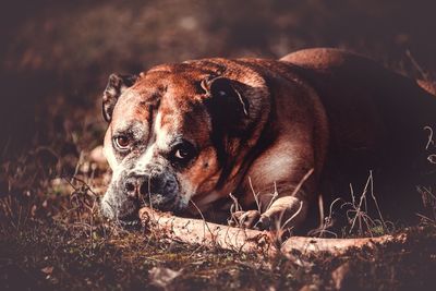 Dog relaxing on field