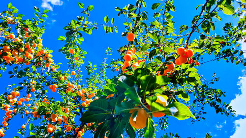 Low angle view of orange tree against blue sky