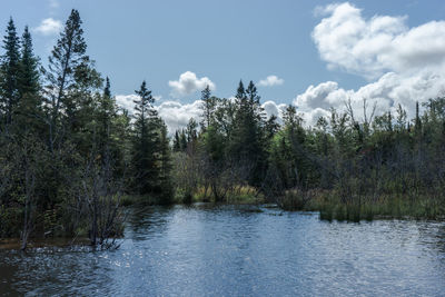 Scenic view of river amidst trees against sky