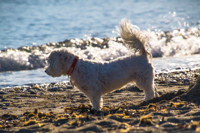 Dog standing at beach