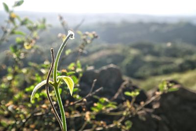 Close-up of plant