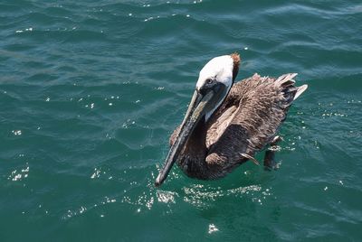 High angle view of pelican swimming in sea