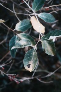 Close-up of fresh green plant