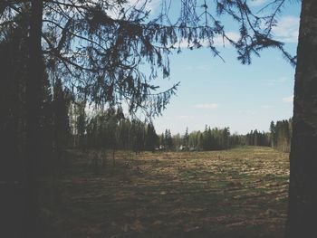 Trees on field against sky