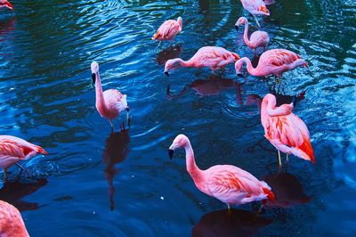 Close-up of ducks swimming in water