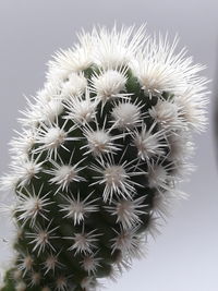 Close-up of cactus plant