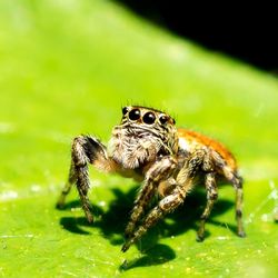 Close-up of insect on plant