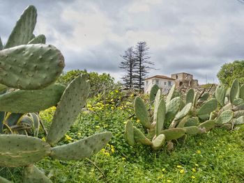 Close-up of cactus growing on field against sky