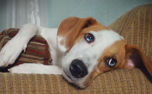 Close-up portrait of dog at home