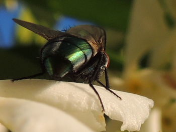 Close-up of insect on leaf