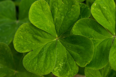 Close-up of green leaves