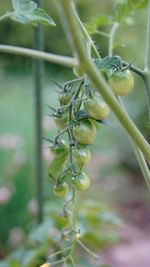 Close-up of berries growing on plant