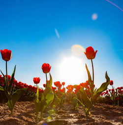 Close-up of red poppy flowers on field against sky