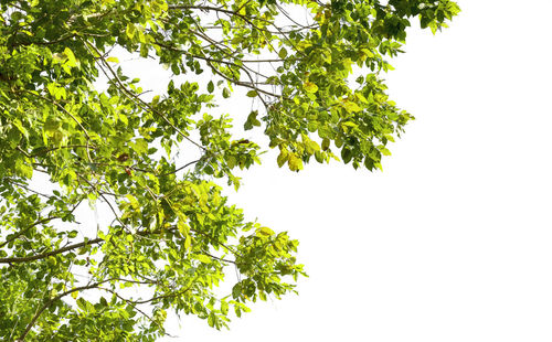 Low angle view of trees against clear sky