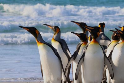 King penguins by the sea