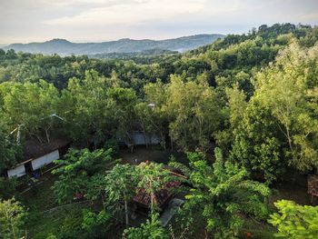 High angle view of plants growing in forest against sky