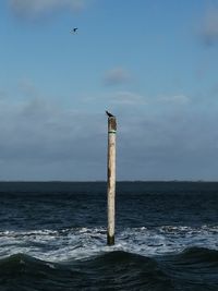 Seagull on wooden post in sea against sky