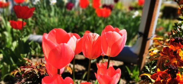 Close-up of red tulips in field