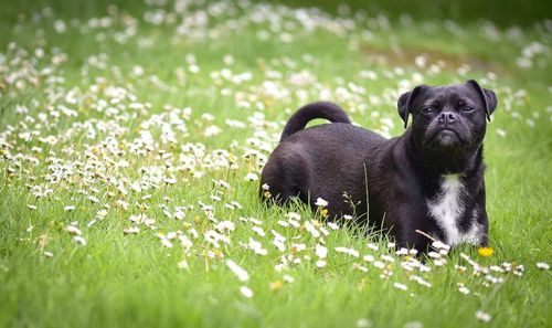 Portrait of black dog amidst daisy flowers on grassy field