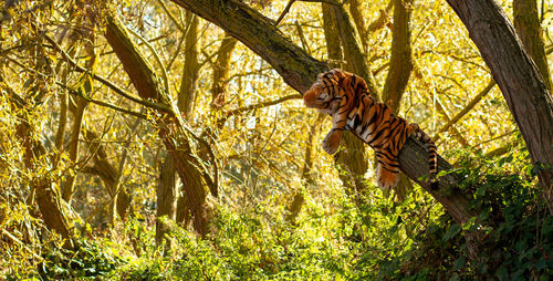 Toy tiger on a tree