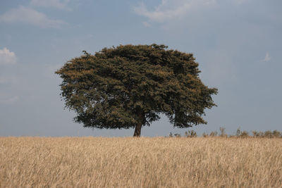 Tree on field against sky