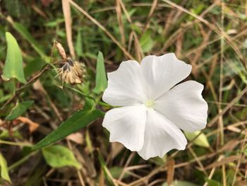 Close-up of white flower