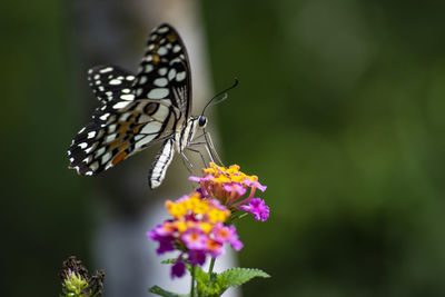 Close-up of butterfly pollinating on flower