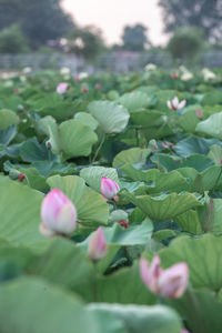 Close-up of pink flowering plant