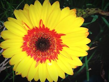 Close-up of yellow flower