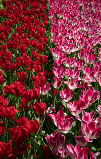 Close-up of pink flowering plants