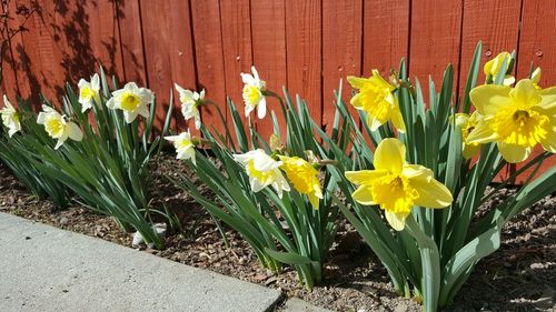 Close-up of yellow daffodil blooming outdoors