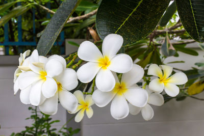 Close-up of white flowering plant