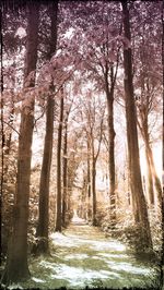 Footpath passing through forest