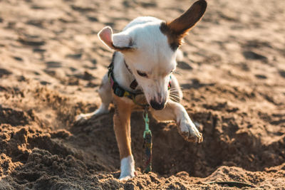 Full length of a dog running on beach