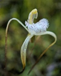 Close-up of white flowering plant