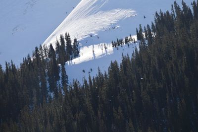 Panoramic view of trees against sky