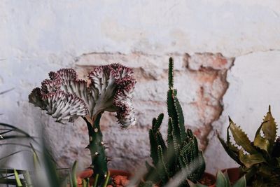 Close-up of flowers