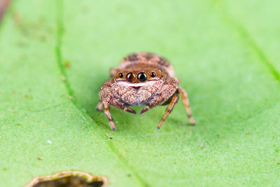 Close-up of spider