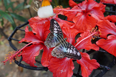 Close-up of butterfly on red flowers