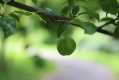 Close-up of fruit growing on tree