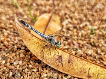 High angle view of dragonfly perched on a leaf