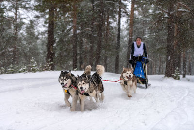 Two dogs running on snow covered landscape