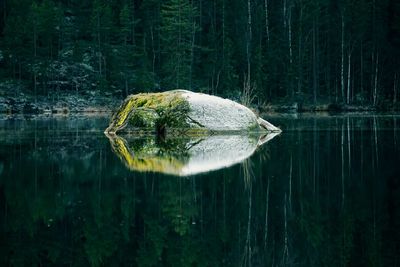 Dead tree on lake in forest