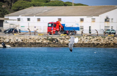 Seagull flying over sea